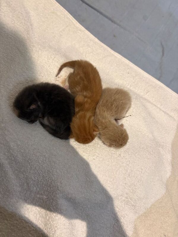1/2 Maine Coon Kittens