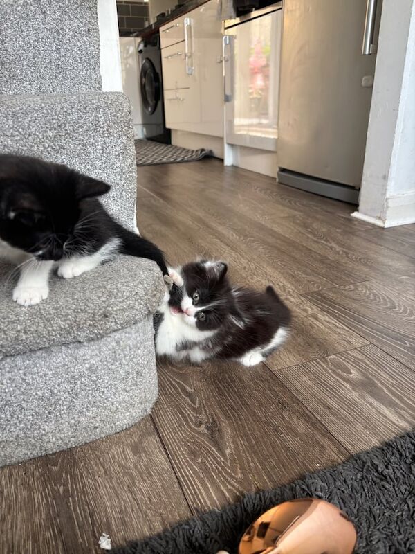 1 female kitten left (half mainecoon) for sale in Portslade Village, East Sussex - Image 2