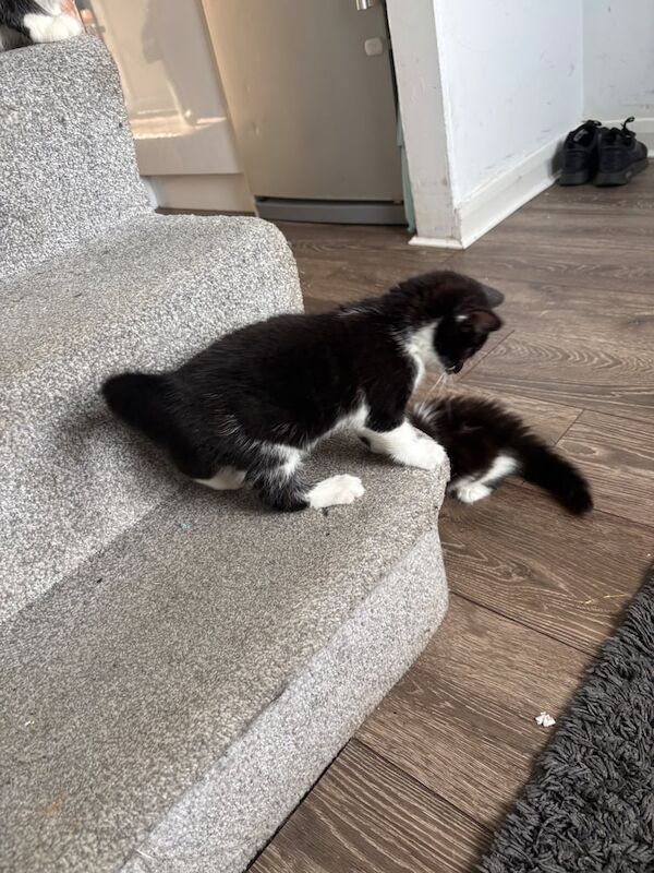 1 female kitten left (half mainecoon) for sale in Portslade Village, East Sussex - Image 3