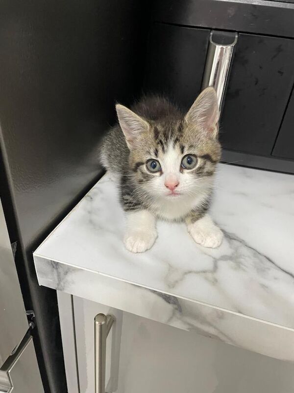 Maine Coon kittens for sale in Ilford, London – 8 weeks old