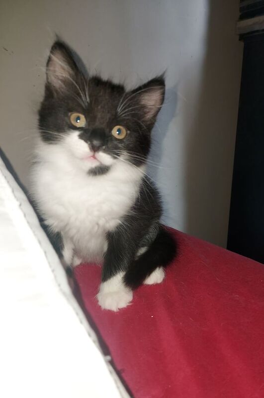 1 left Fluffy maincoon kitten for sale in Woolwich, Greater London