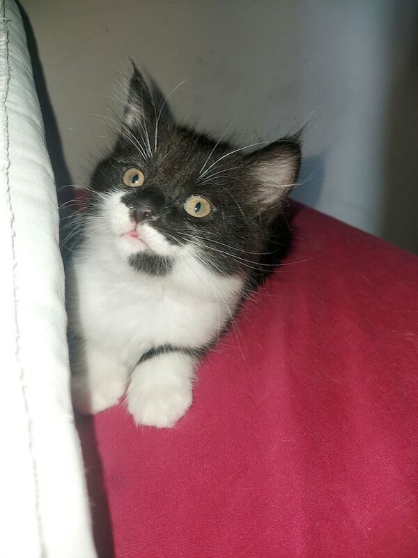 1 left Fluffy maincoon kitten for sale in Woolwich, Greater London | Image 2