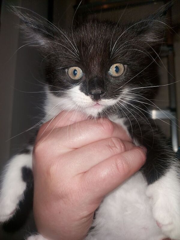 1 left Fluffy maincoon kitten for sale in Woolwich, Greater London | Image 3