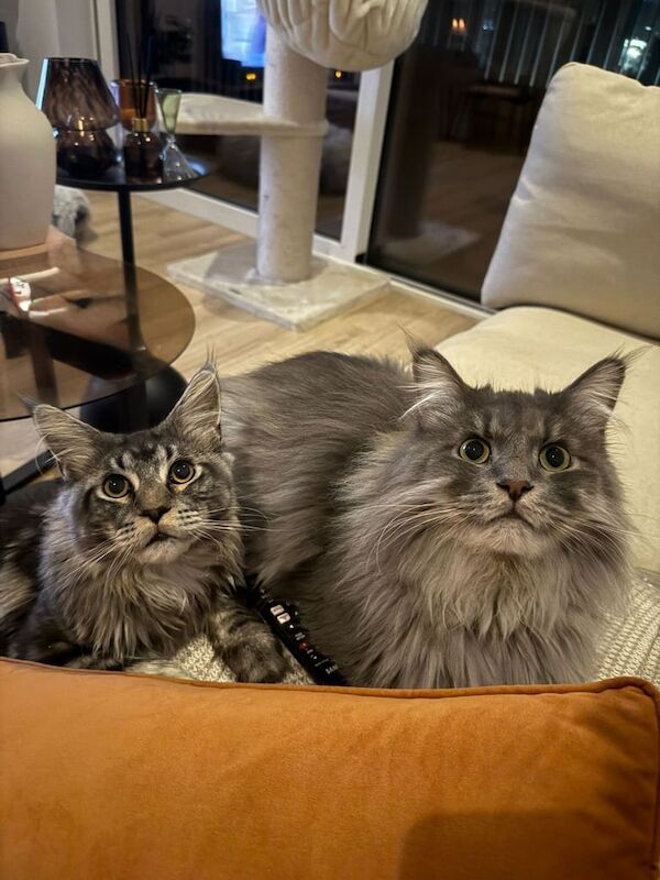 Maine Coon kittens for sale in Costessey, Norfolk – 10 months old