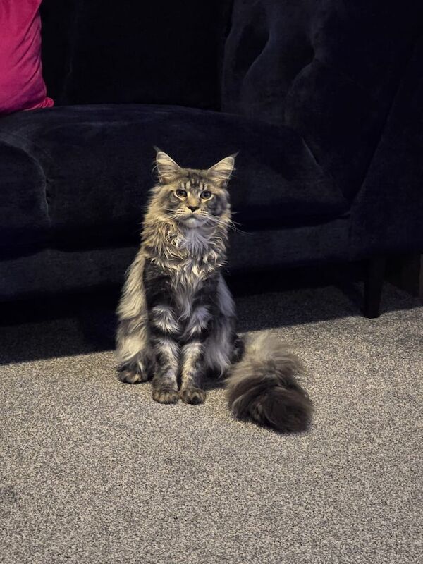 Maine Coon kittens for sale in Costessey, Norfolk – 10 months old - Image 2 of 3