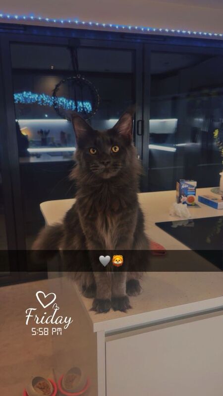 Maine Coon kittens for sale in Birchington, Kent – 1 year old
