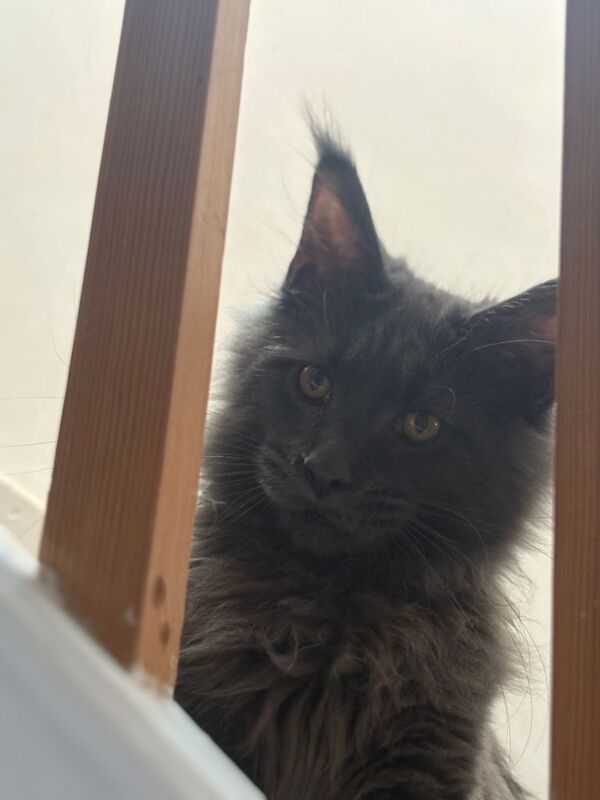 Maine Coon kittens for sale in Birchington, Kent – 1 year old - Image 2 of 4