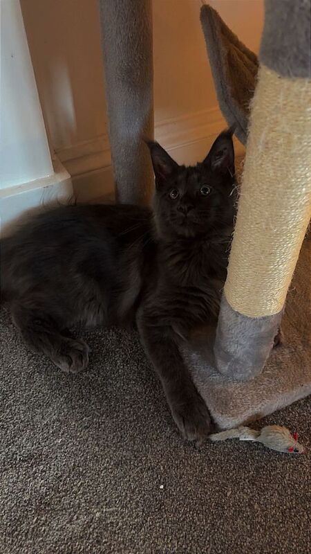 Maine Coon kittens for sale in Birchington, Kent – 1 year old - Image 3 of 4