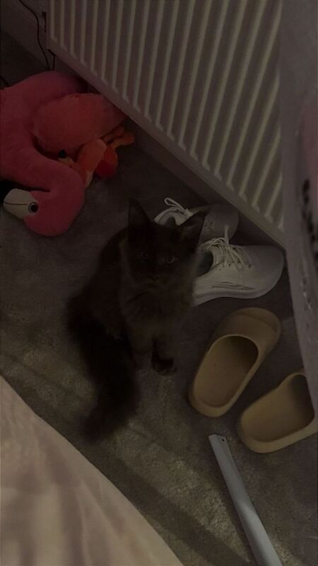 Maine Coon kittens for sale in Birchington, Kent – 1 year old - Image 4 of 4