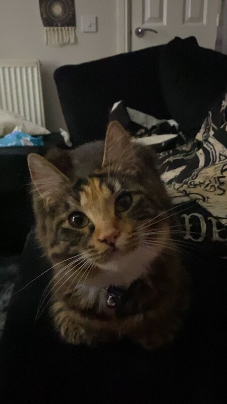 11 month old maine coon