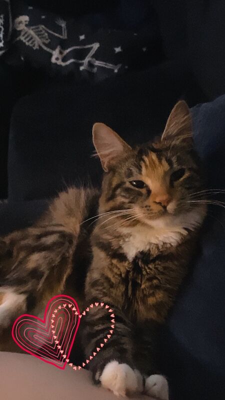 11 month old maine coon - Image 2 of 3