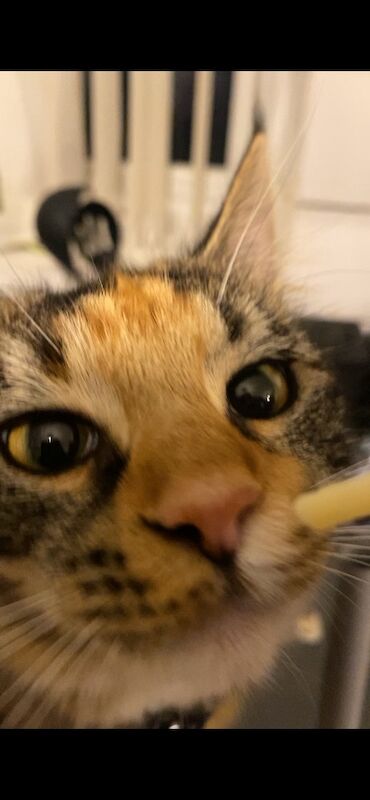 11 month old maine coon - Image 3 of 3