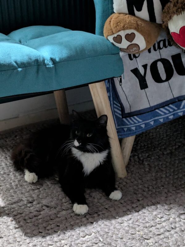 Maine Coon kittens for sale in Bootle, Merseyside – 10 months old