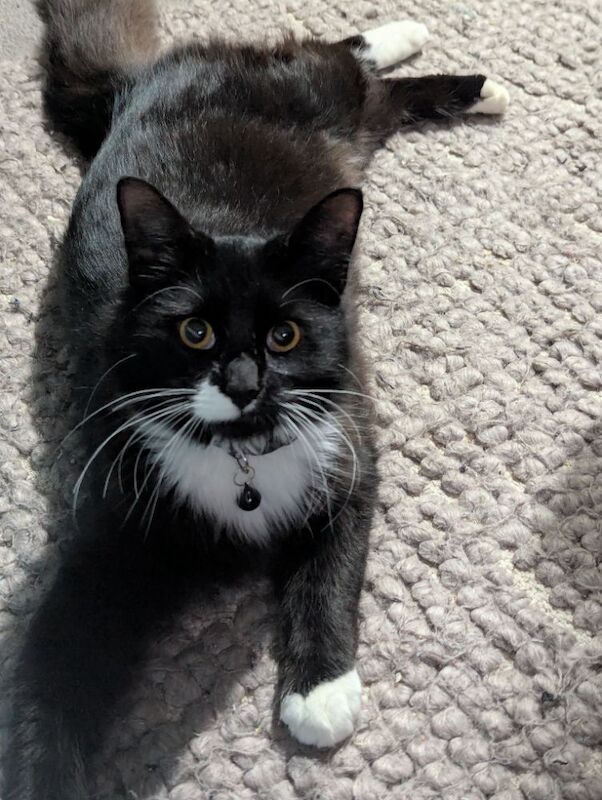 Maine Coon kittens for sale in Bootle, Merseyside – 10 months old - Image 2 of 9