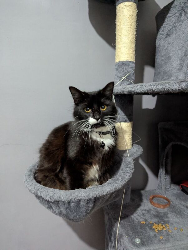 Maine Coon kittens for sale in Bootle, Merseyside – 10 months old - Image 3 of 9