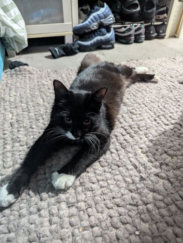 Maine Coon kittens for sale in Bootle, Merseyside – 10 months old - Image 4 of 9