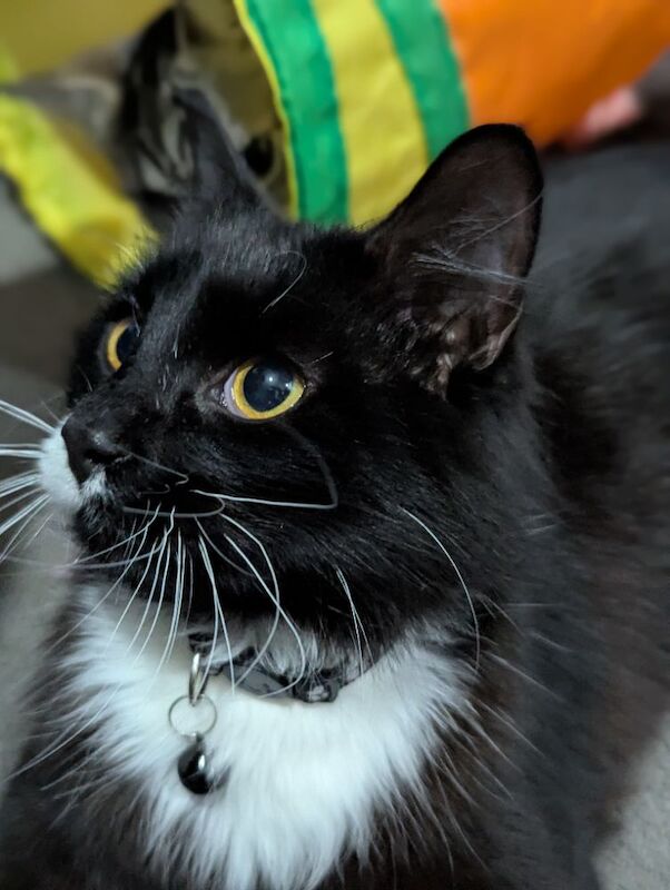 Maine Coon kittens for sale in Bootle, Merseyside – 10 months old - Image 5 of 9