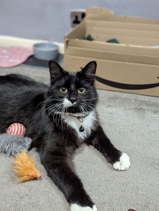 Maine Coon kittens for sale in Bootle, Merseyside – 10 months old - Image 8 of 9