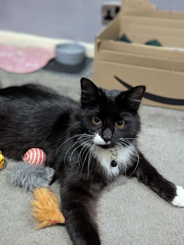 Maine Coon kittens for sale in Bootle, Merseyside – 10 months old - Image 9 of 9