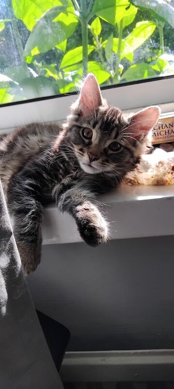 11 week old kitten for sale in Kilburn, Greater London