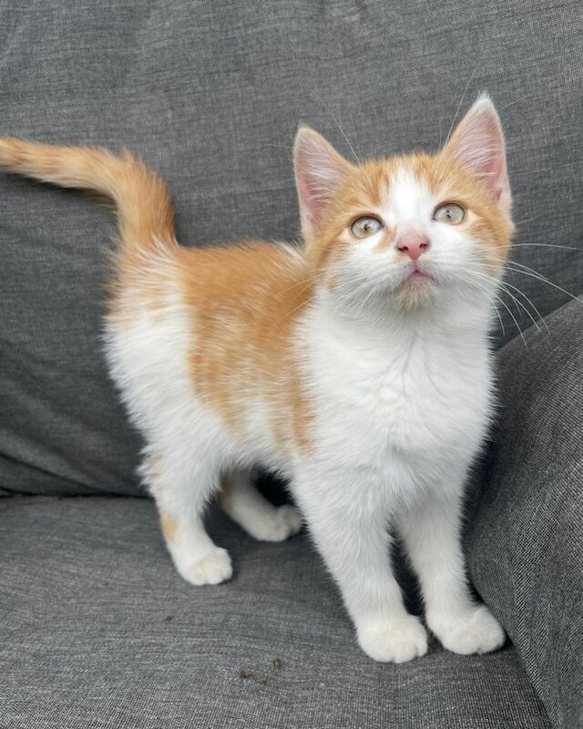11 week old kitten