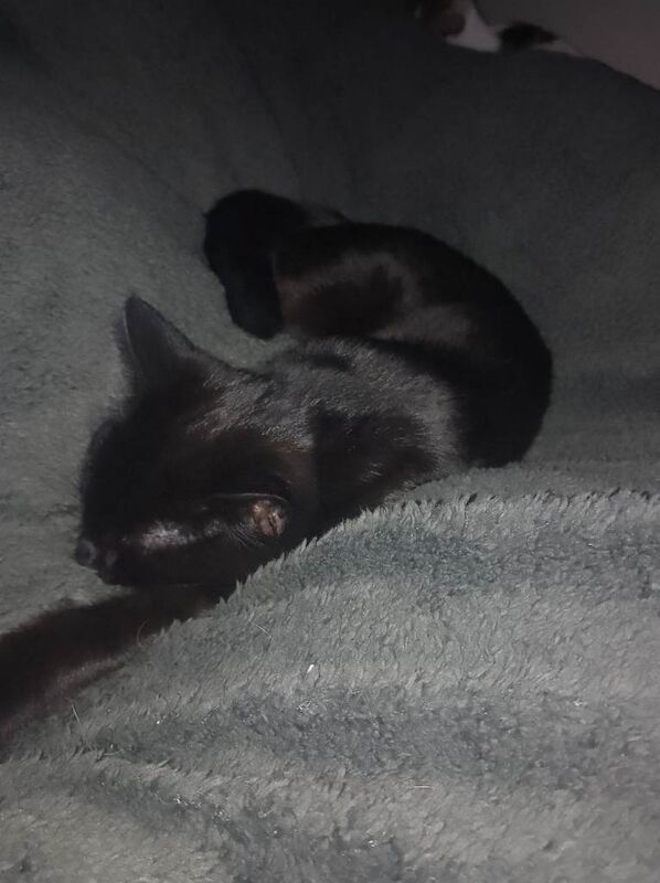 Maine Coon kittens for sale in Edgbaston, West Midlands – 8 weeks old