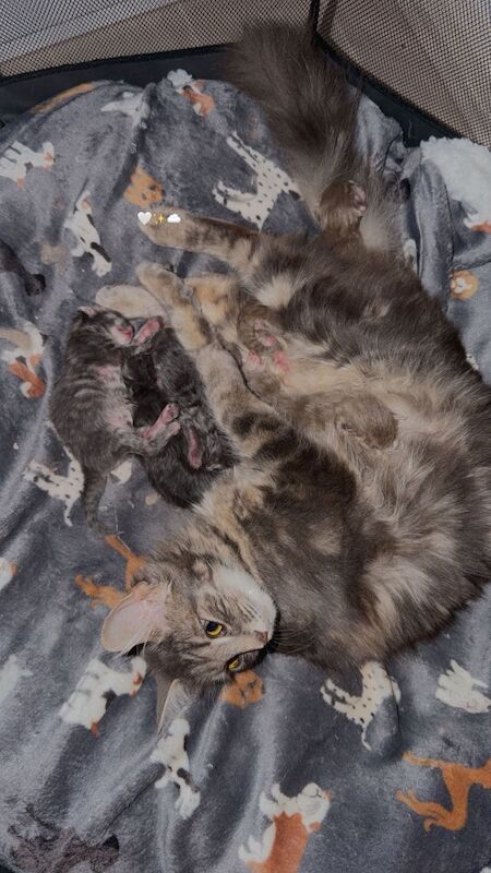 12 week old maincoon kittens