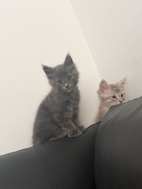 12 week old maincoon kittens - Image 2 of 6