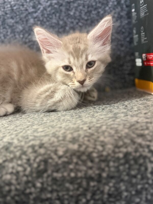 12 week old maincoon kittens - Image 3 of 6