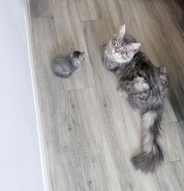 12 week old maincoon kittens - Image 4 of 6
