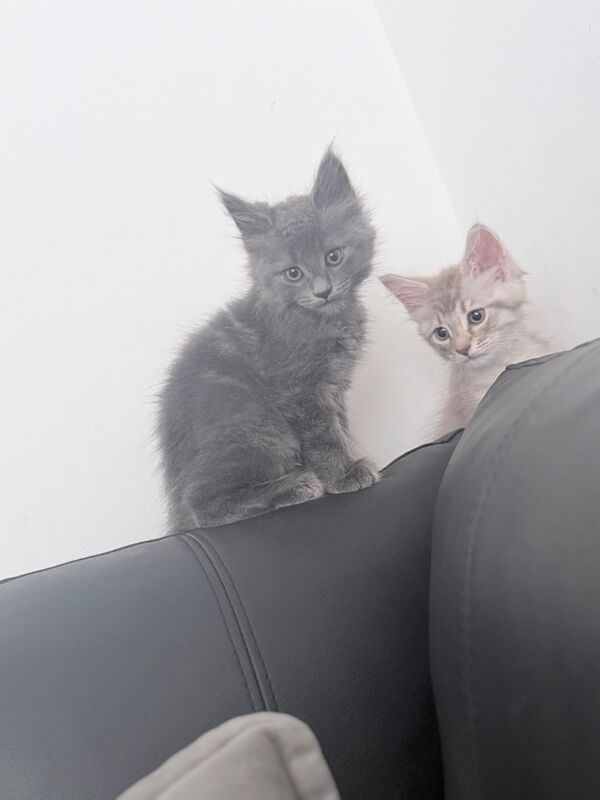 12 week old maincoon kittens - Image 5 of 6