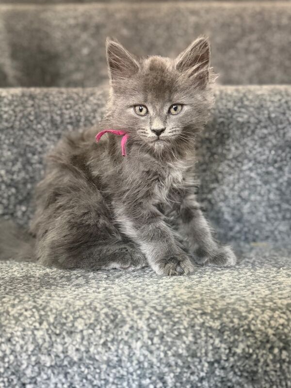 12 week old maincoon kittens - Image 6 of 6