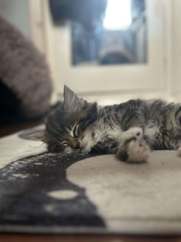 Maine Coon kittens for sale in Stourbridge, West Midlands ā 6 months old - Image 2 of 3