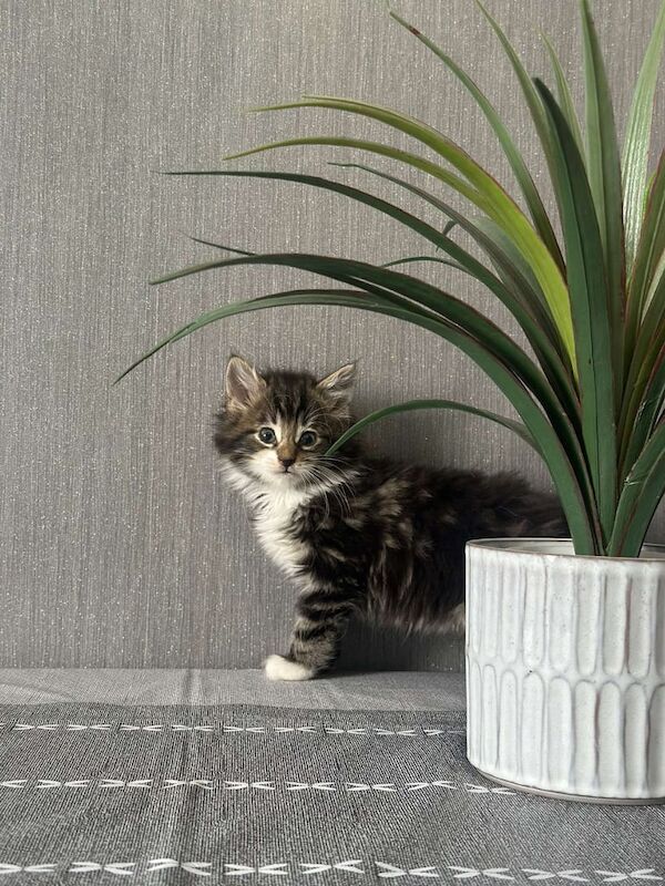 Maine Coon kittens for sale in Stourbridge, West Midlands ā 6 months old - Image 3 of 3