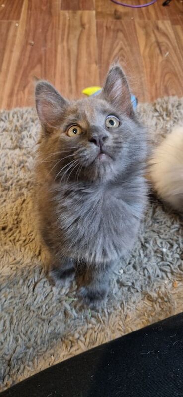 Maine Coon kittens for sale in Sandwell, West Midlands – 10 weeks old