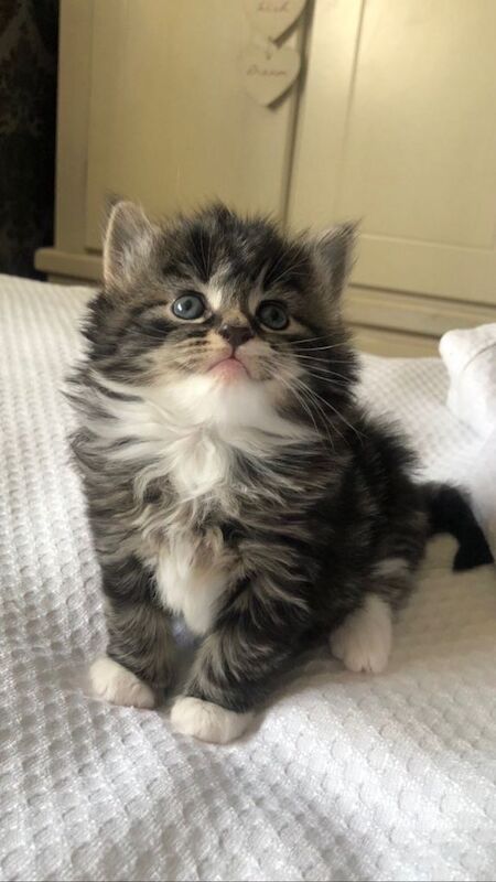 2 Beautiful female bengal/maine coon kittens for sale