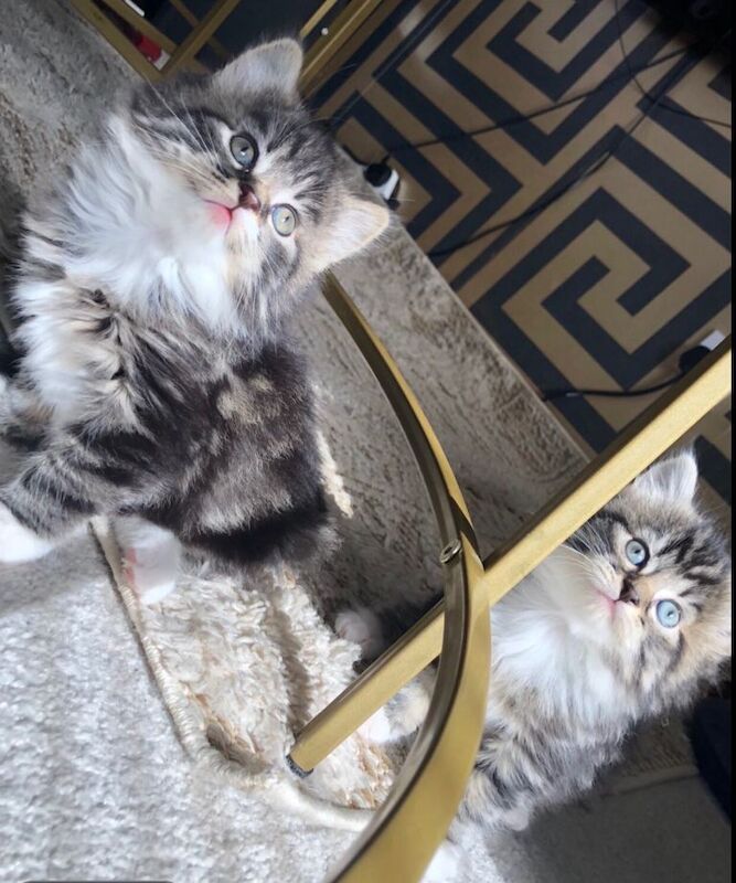 2 Beautiful female bengal/maine coon kittens for sale - Image 2 of 4
