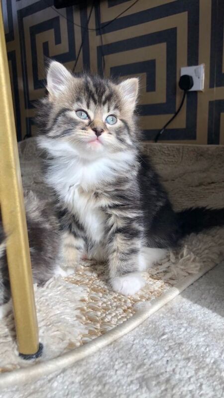 2 Beautiful female bengal/maine coon kittens for sale - Image 3 of 4