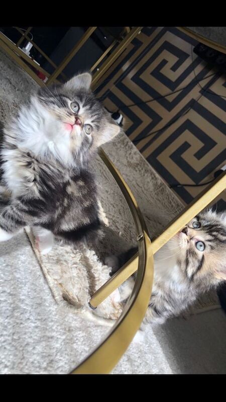 2 Beautiful female bengal/maine coon kittens for sale - Image 4 of 4