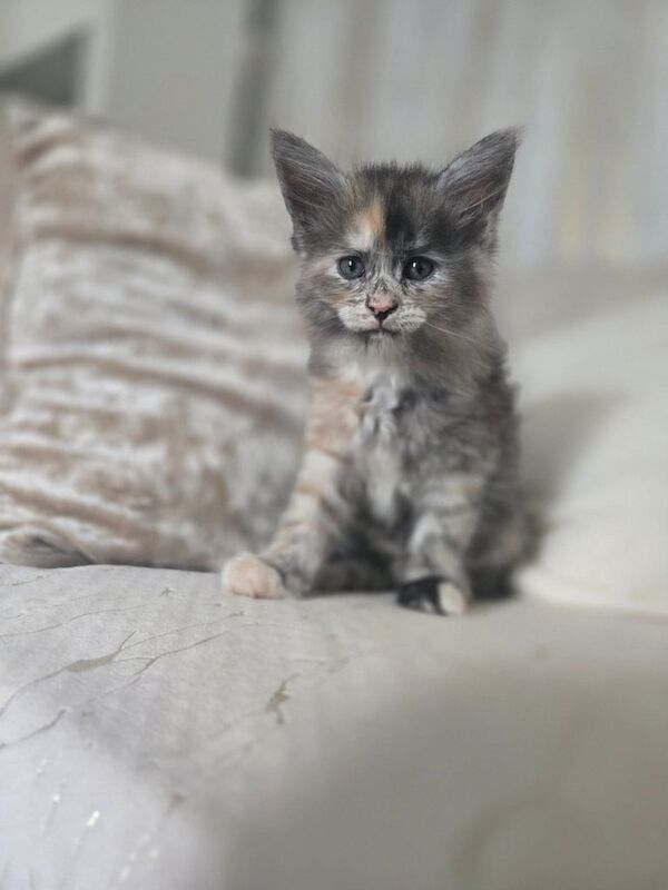 Maine Coon kittens for sale in Brixham, Devon – 8 weeks old