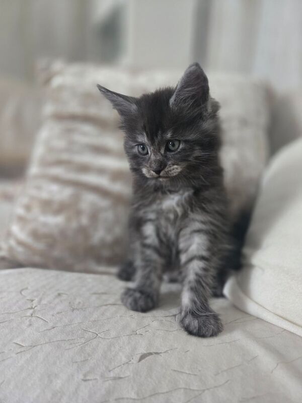 Maine Coon kittens for sale in Brixham, Devon – 8 weeks old - Image 2 of 3