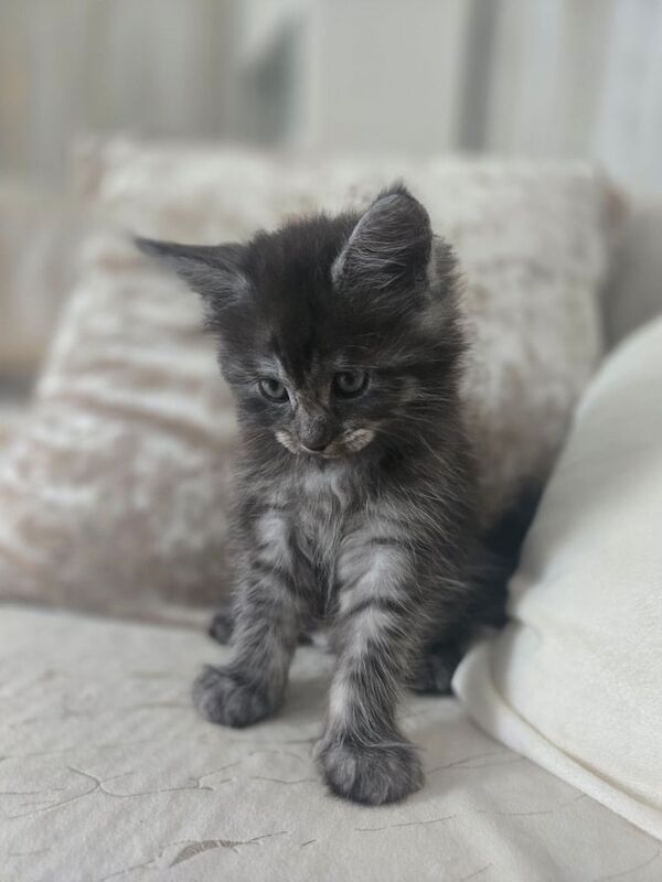 Maine Coon kittens for sale in Brixham, Devon – 8 weeks old - Image 3 of 3