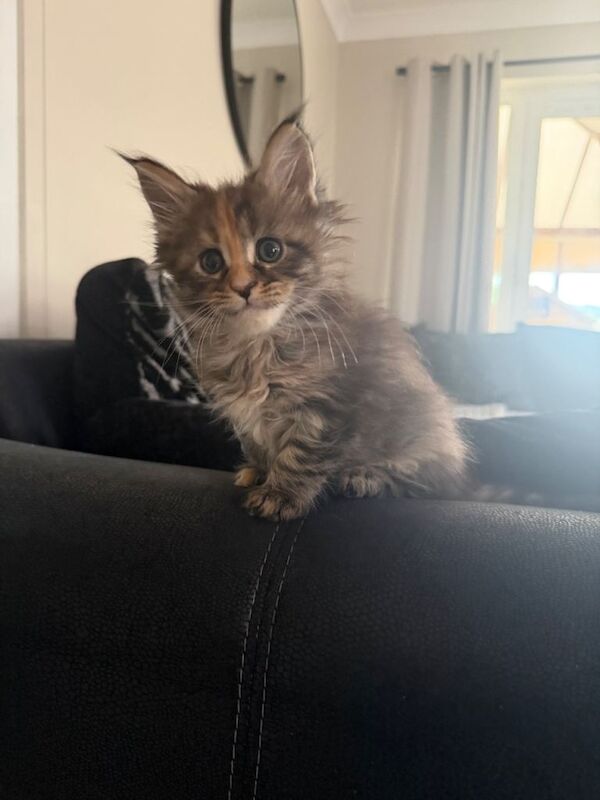 2 beautiful full maine coon kittens for sale