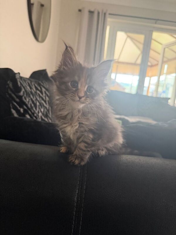 2 beautiful full maine coon kittens for sale - Image 2 of 4