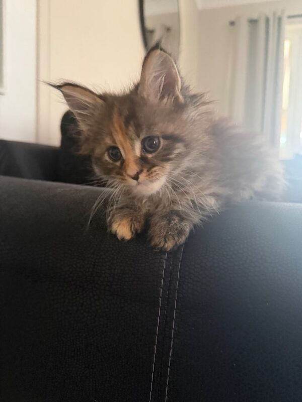 2 beautiful full maine coon kittens for sale - Image 3 of 4