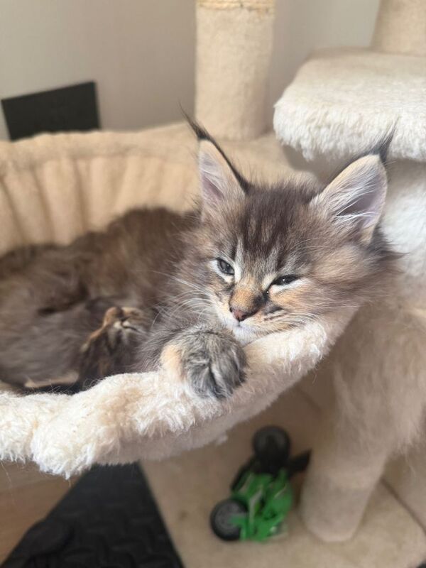 2 beautiful full maine coon kittens for sale - Image 4 of 4