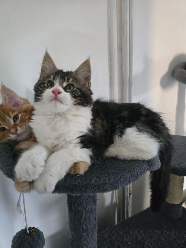 Maine Coon kittens for sale in Bransholme, East Riding of Yorkshire – 10 weeks old