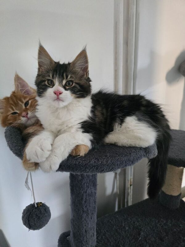 Maine Coon kittens for sale in Bransholme, East Riding of Yorkshire – 10 weeks old - Image 2 of 3