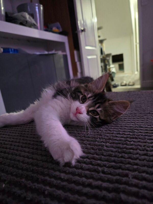 Maine Coon kittens for sale in Bransholme, East Riding of Yorkshire – 10 weeks old - Image 3 of 3