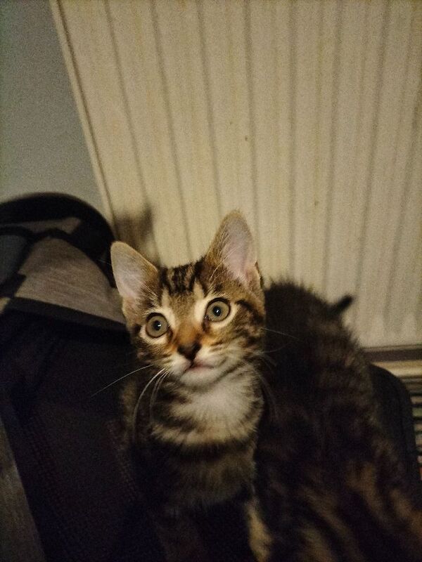 Maine Coon kittens for sale in Portsmouth, Hampshire – 9 weeks old - Image 11 of 15